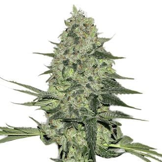 Rhino Ryder Auto (FastBuds) feminized