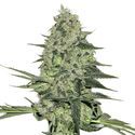 Rhino Ryder Auto (FastBuds) feminisiert