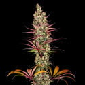 Blue Dream (Zamnesia Seeds) feminisiert