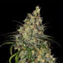 Blue Dream (Zamnesia Seeds) feminisiert