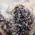 Blue Dream (Zamnesia Seeds) feminisiert