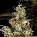 Blue Dream (Zamnesia Seeds) feminisiert