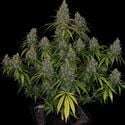 Choco Haze (Zamnesia Seeds) feminisiert