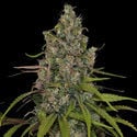 Choco Haze (Zamnesia Seeds) feminisiert