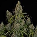 Choco Haze (Zamnesia Seeds) feminisiert