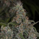 Choco Haze (Zamnesia Seeds) feminisiert