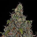 Choco Haze (Zamnesia Seeds) feminisiert