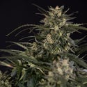 Northern Lights Automatic (Zamnesia Seeds) feminisiert