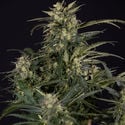 Northern Lights Automatic (Zamnesia Seeds) feminisiert