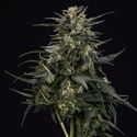 Northern Lights Automatic (Zamnesia Seeds) feminisiert