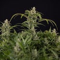 Northern Lights Automatic (Zamnesia Seeds) feminisiert