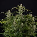 Northern Lights Automatic (Zamnesia Seeds) feminisiert