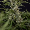 Northern Lights Automatic (Zamnesia Seeds) feminisiert