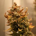 AK-420 Automatic (Zamnesia Seeds) feminisiert