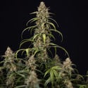 Sticky Beast Automatic (Zamnesia Seeds) feminisiert