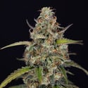 Sticky Beast Automatic (Zamnesia Seeds) feminisiert