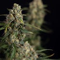 Sticky Beast Automatic (Zamnesia Seeds) feminisiert