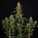 Sticky Beast Automatic (Zamnesia Seeds) feminisiert