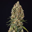 Sticky Beast Automatic (Zamnesia Seeds) feminisiert