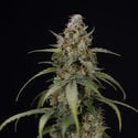 Sticky Beast Automatic (Zamnesia Seeds) feminisiert