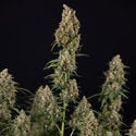 Sticky Beast Automatic (Zamnesia Seeds) feminisiert