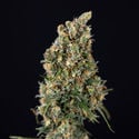 Sticky Beast Automatic (Zamnesia Seeds) feminisiert