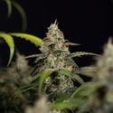 Sticky Beast Automatic (Zamnesia Seeds) feminisiert