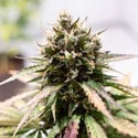 Amnesia Skunk Automatic (Zamnesia Seeds) feminisiert