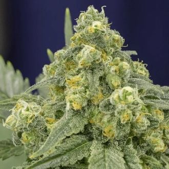 White Widow (Silent Seeds) feminized