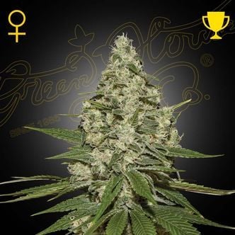 Super Lemon Haze Autoflowering (Greenhouse Seeds) feminisiert