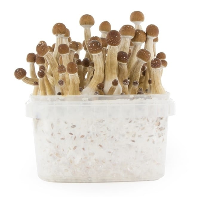 Fresh Mexican Magic Mushrooms Grow Kit for UK Gardeners