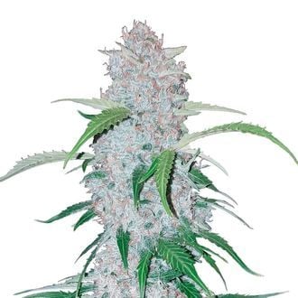 Six Shooter Auto (FastBuds) feminized