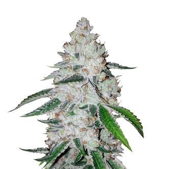 West Coast O.G. Auto (FastBuds) feminized