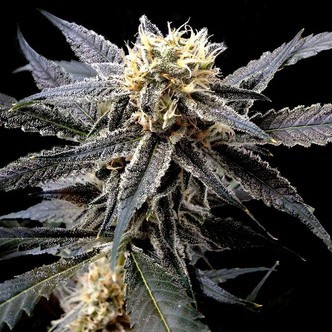 Strawberry Banana (DNA Genetics) feminized