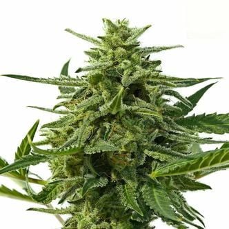 Northern Haze Auto (Positronics) feminisiert