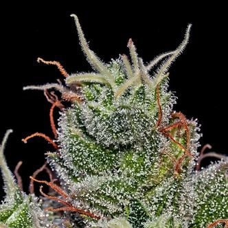 Supercheese Auto (Positronics) feminized