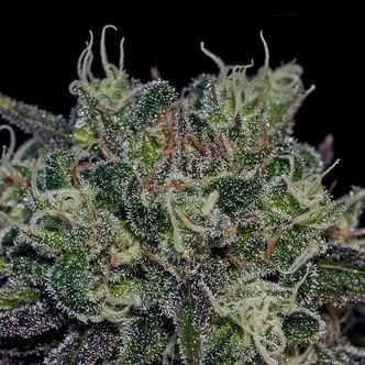 Black Widow (Positronics) feminized