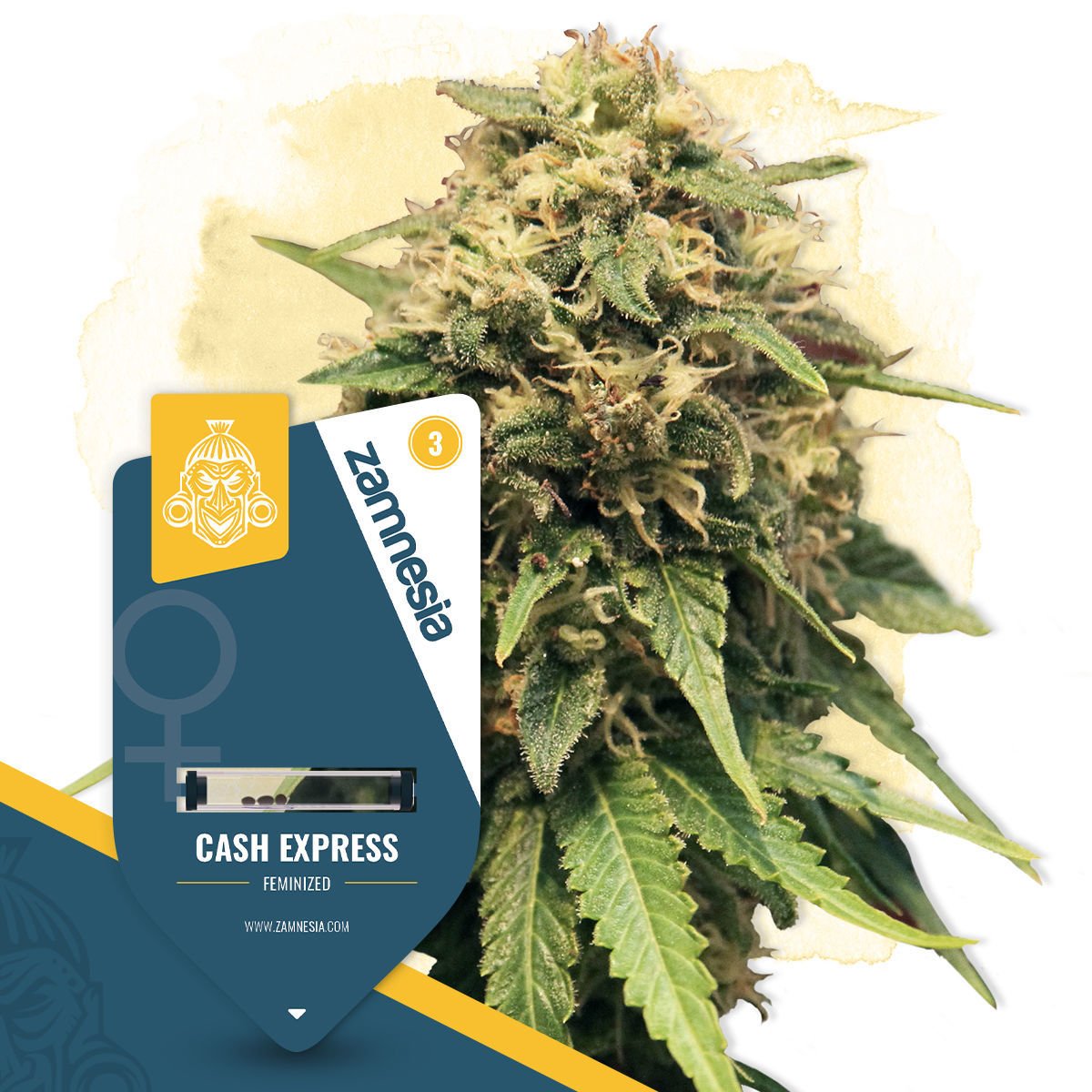 Buy Cash Express | Cannabis Seeds | Highest Quality - Zamnesia