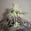 Girl Scout Cookies (Zamnesia Seeds) Feminisiert