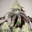 Girl Scout Cookies (Zamnesia Seeds) Feminisiert