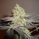 Girl Scout Cookies (Zamnesia Seeds) Feminisiert