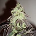 Girl Scout Cookies (Zamnesia Seeds) Feminisiert