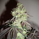 Girl Scout Cookies (Zamnesia Seeds) Feminisiert