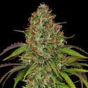 Lemon Power Haze (Zamnesia Seeds), feminisiert