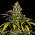 Lemon Power Haze (Zamnesia Seeds), feminisiert