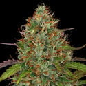 Lemon Power Haze (Zamnesia Seeds), feminisiert