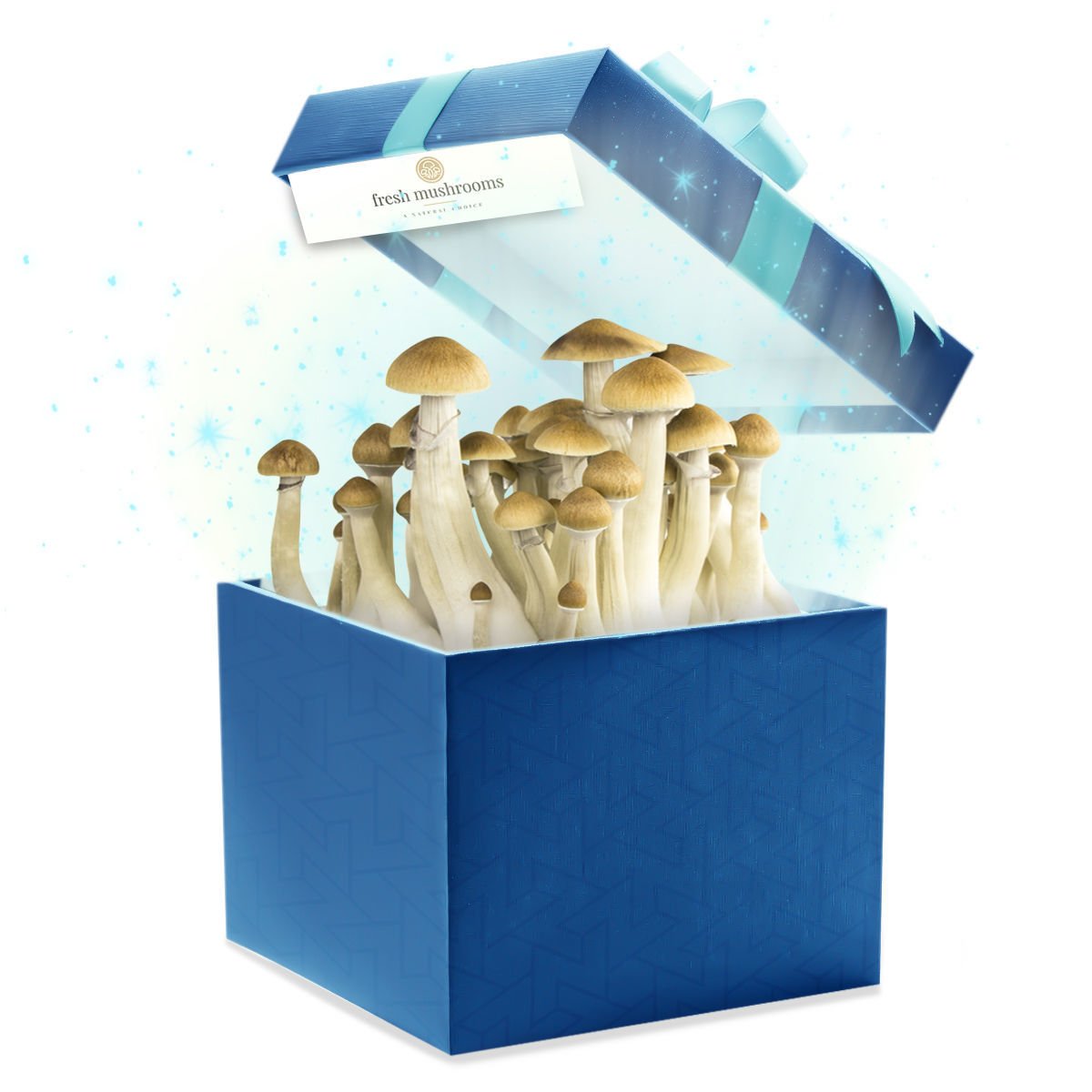 Fresh Vs Dried Magic Mushrooms: Who Reigns Supreme? - Zamnesia