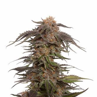 Blue Magic (Amsterdam Genetics) feminisiert