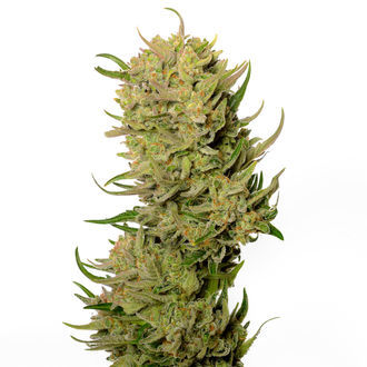 AK-020 Autoflower (Amsterdam Genetics) feminisiert