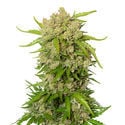 Blue Amnesia Autoflower (Amsterdam Genetics) feminisiert